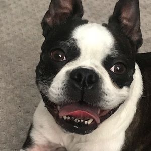 Meet your Posher, Annabelle